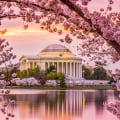 The Beauty and Significance of Cherry Blossom Trees in Washington DC