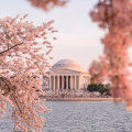 The Best Time to See Cherry Blossom Trees in Washington DC
