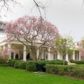 The White House Rose Garden: A Symbol of American History and Culture