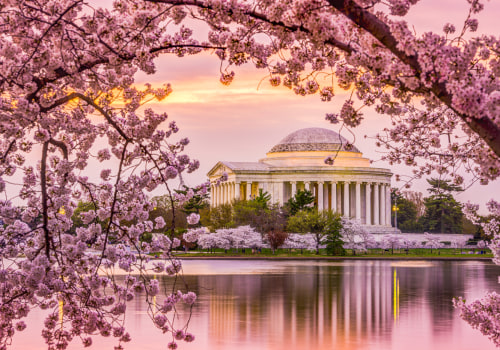 The Beauty and Significance of Cherry Blossom Trees in Washington DC